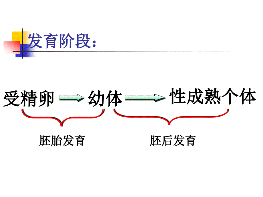 高等动物个体发育2_第2页