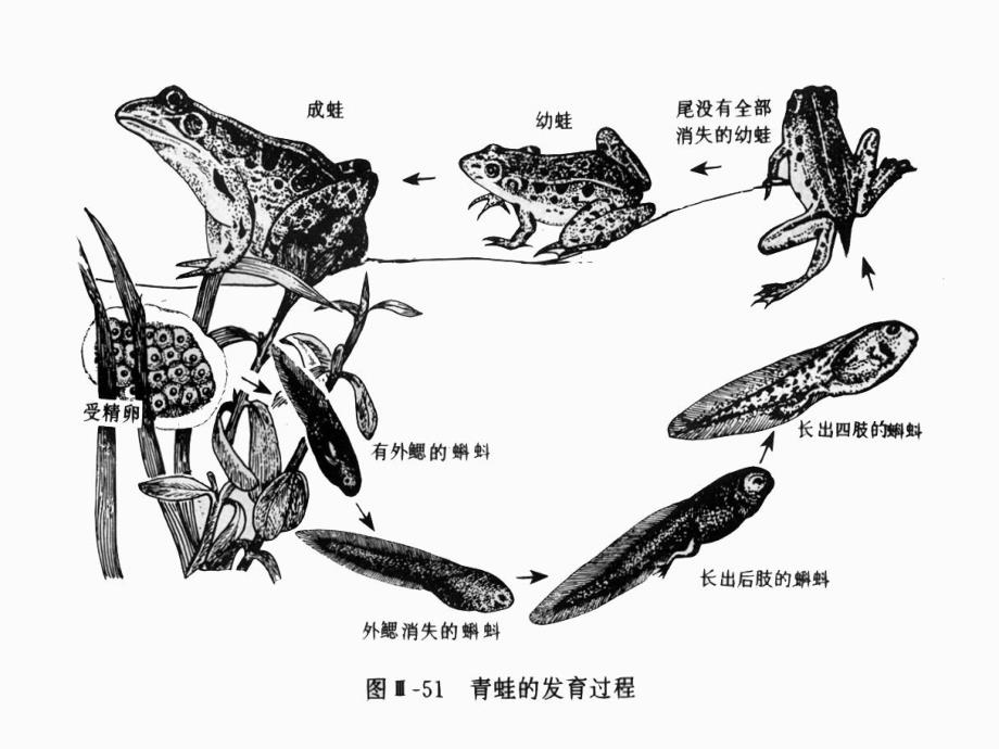 高等动物个体发育2_第3页