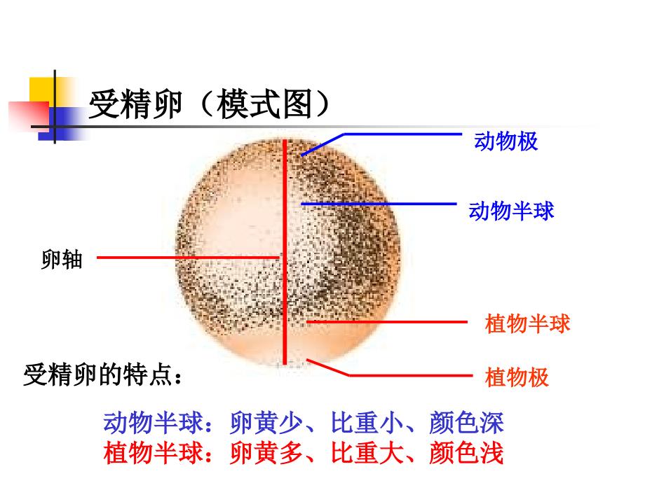 高等动物个体发育2_第4页