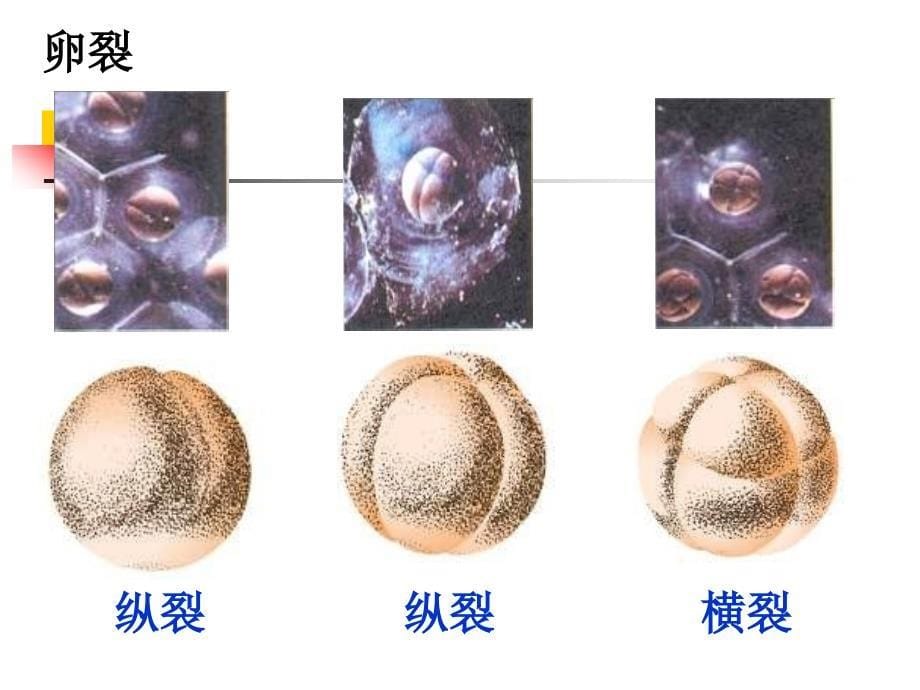 高等动物个体发育2_第5页