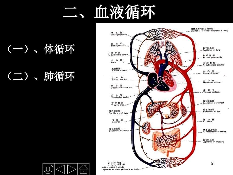 正常人体解剖学——循环系统【沐风书苑】_第5页