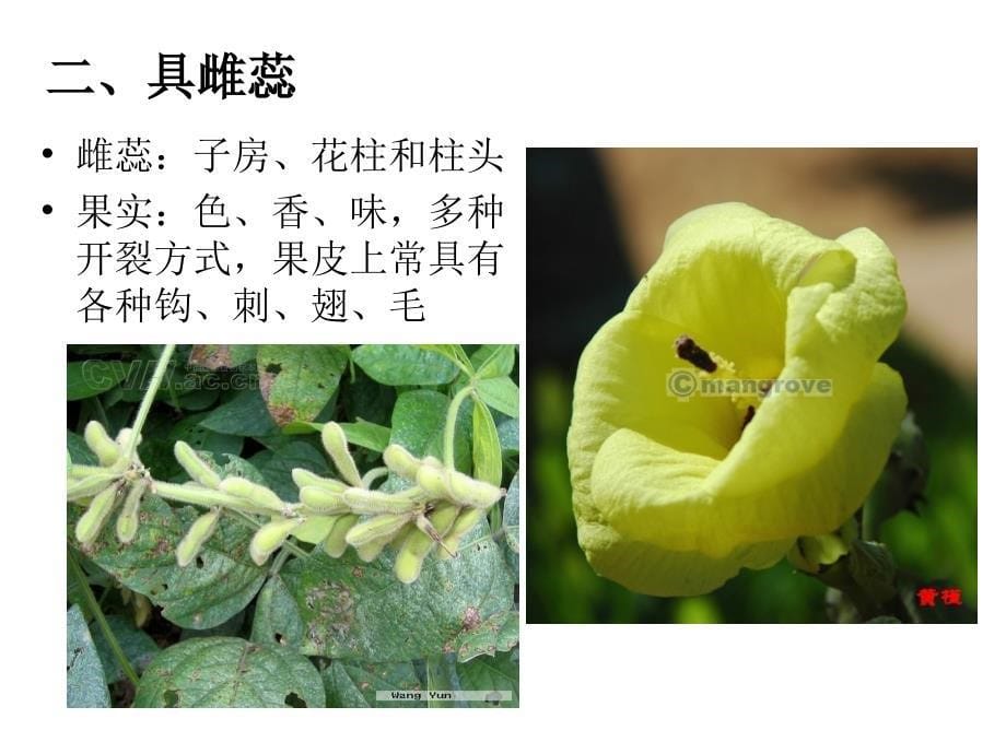 药用植物学被子植物门_第5页