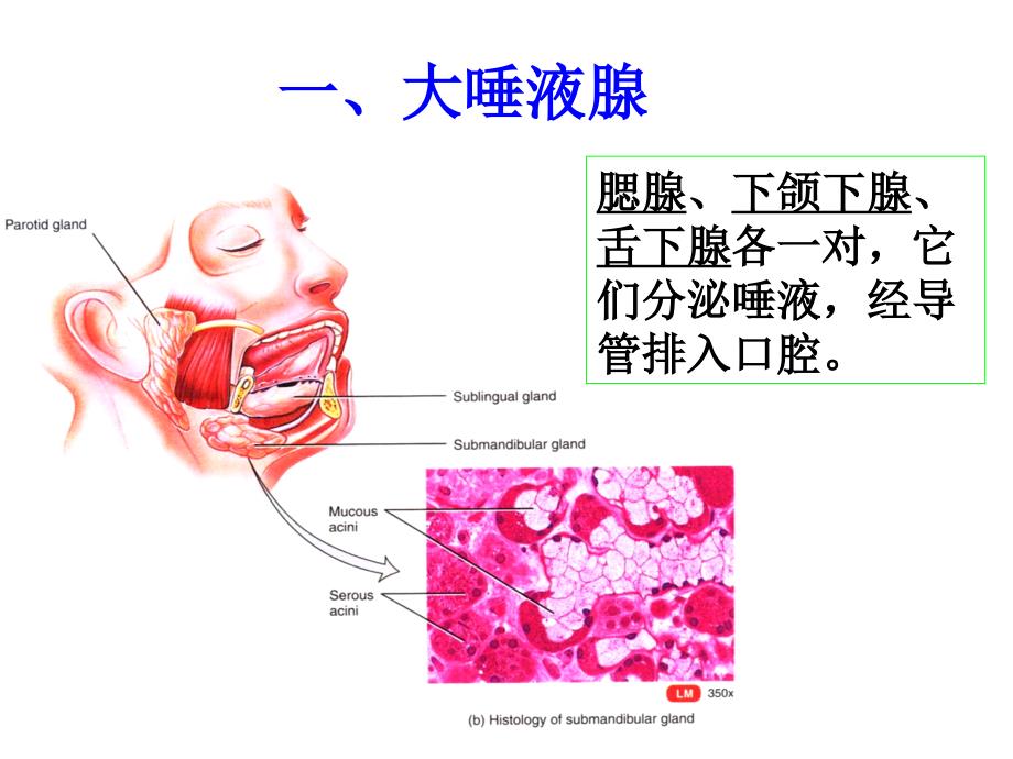 组织学与胚胎学：第15章 消化腺-芬_第4页