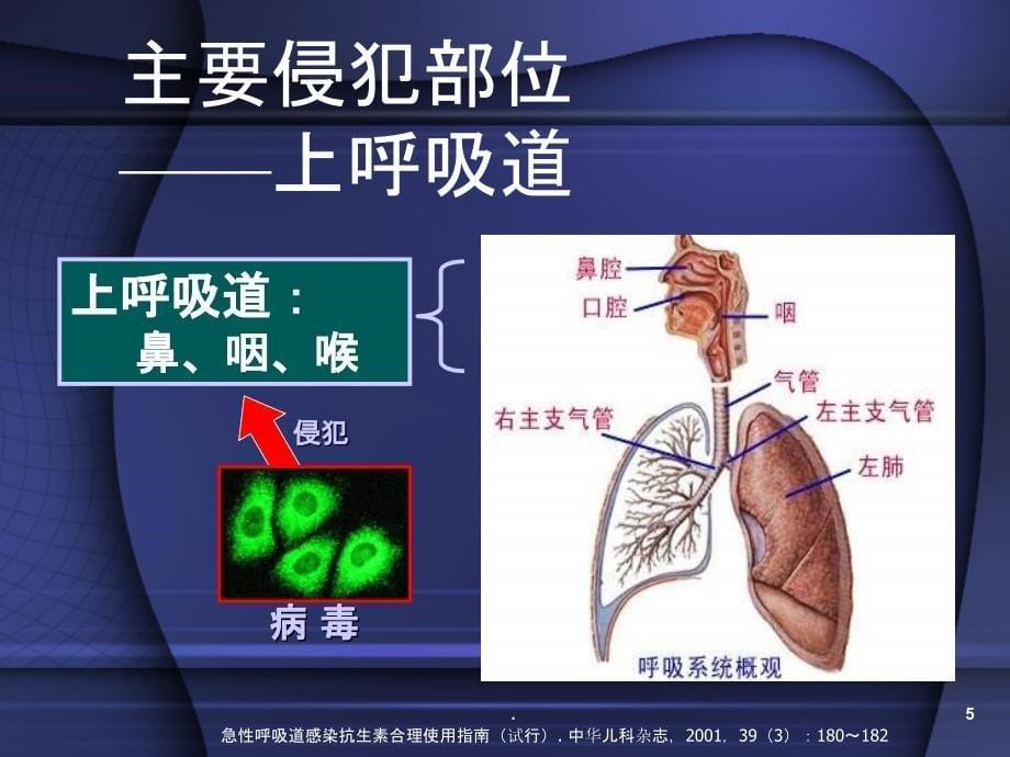 感冒引起的咳嗽用药课件_第5页