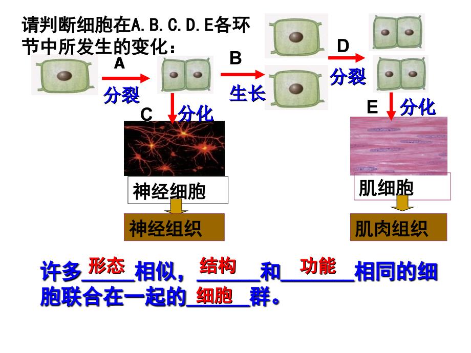 七下23生物体的结构层次之器官与系统_第2页