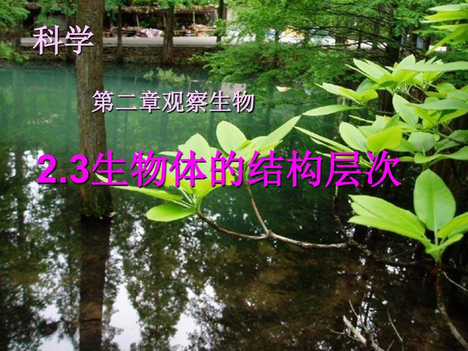 七下23生物体的结构层次之器官与系统_第3页