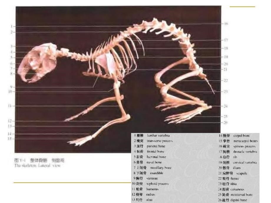 第二章常用实验动物其他_第5页