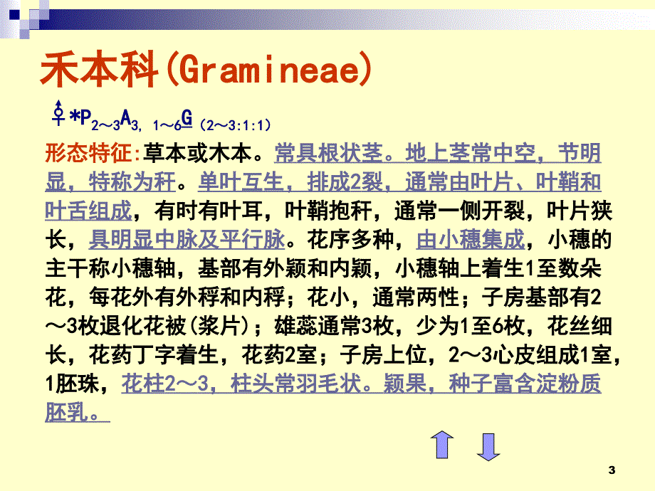 药用植物学第14章单子叶植物纲介绍ppt课件_第3页