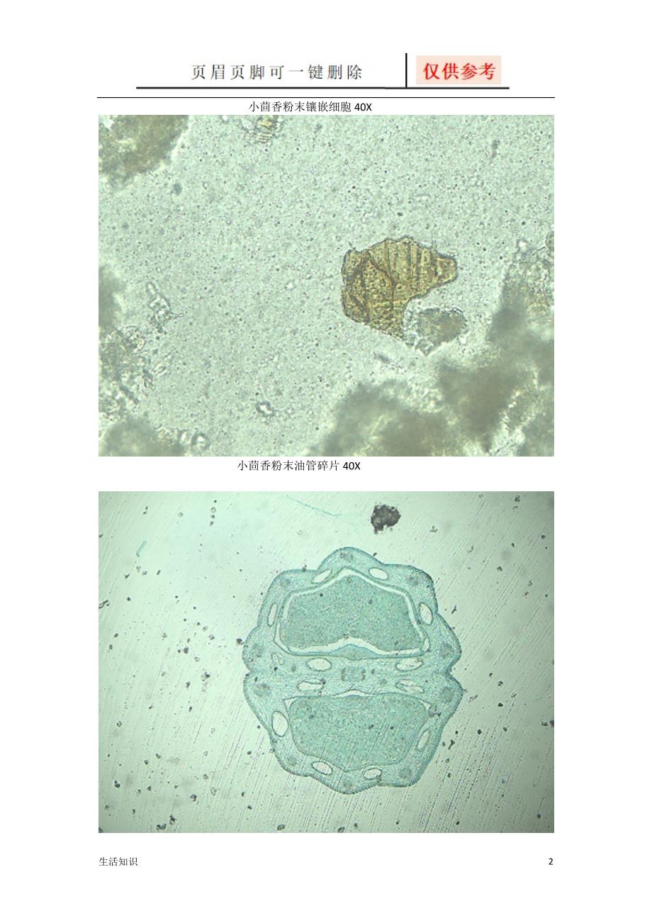 小茴香显微鉴定生活知识_第2页