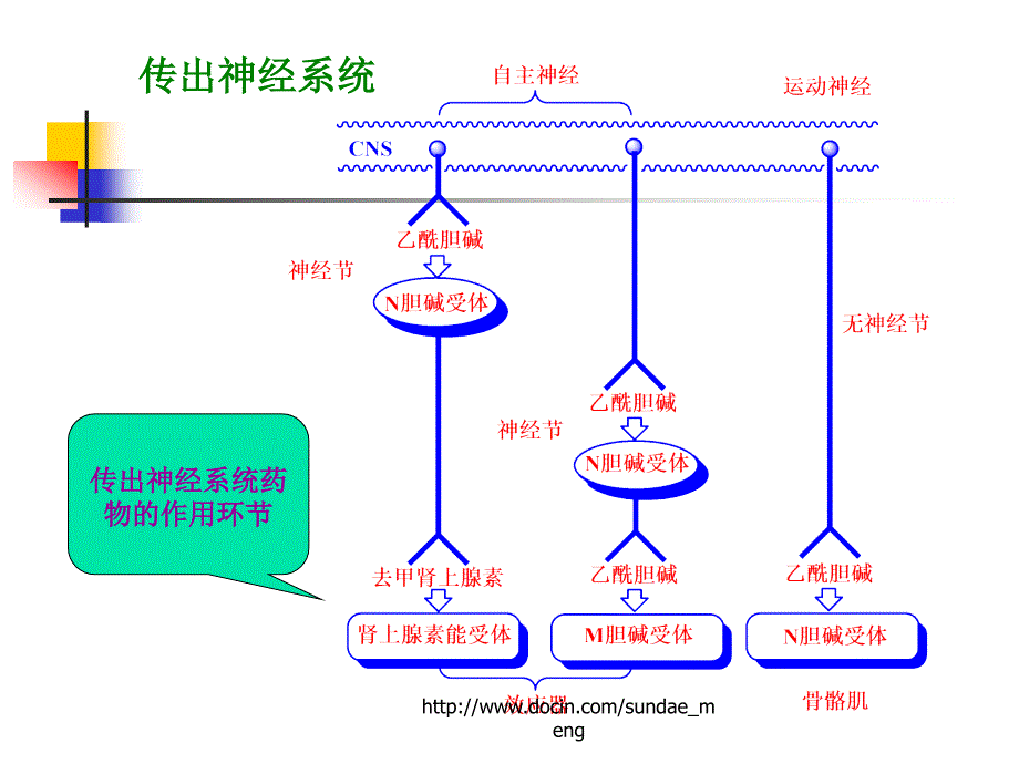 【大学课件】肾上腺素能药物_第1页