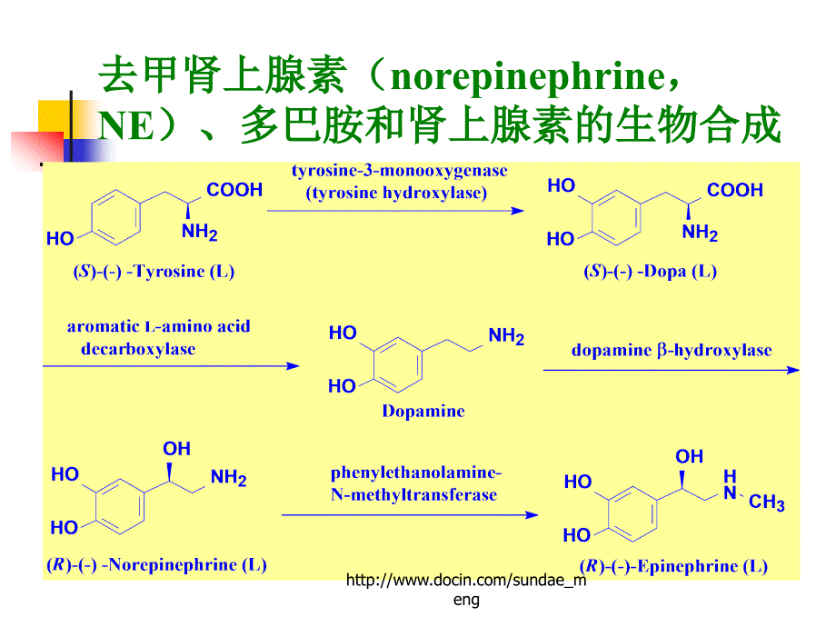 【大学课件】肾上腺素能药物_第3页