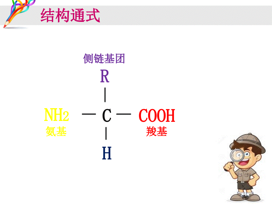 氨基酸的结构_第4页