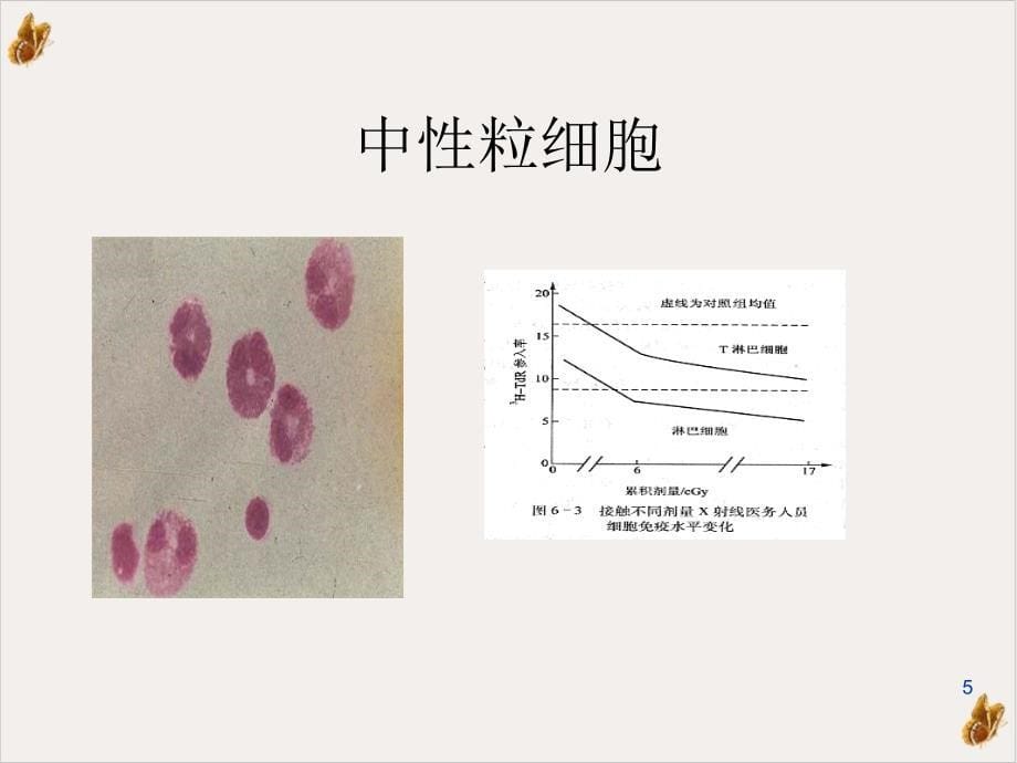 电离辐射对造血和免疫系统的影响课件_第5页