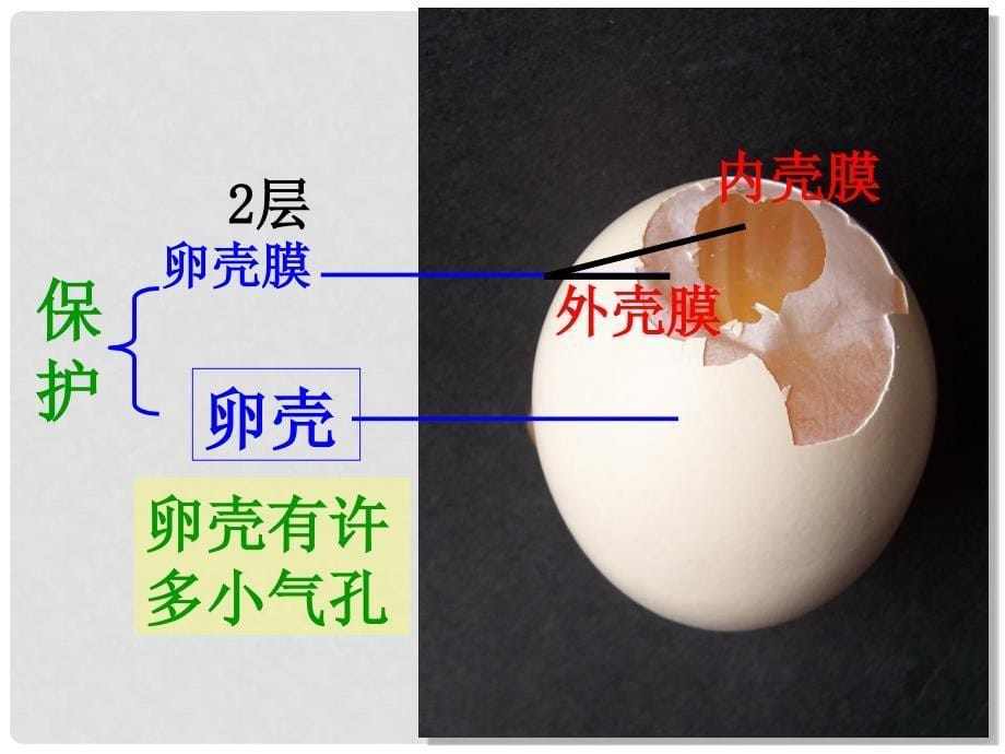 陕西省富县张村驿镇九年制学校八年级生物下册 7.1.4 鸟的生殖和发育课件 （新版）新人教版_第5页