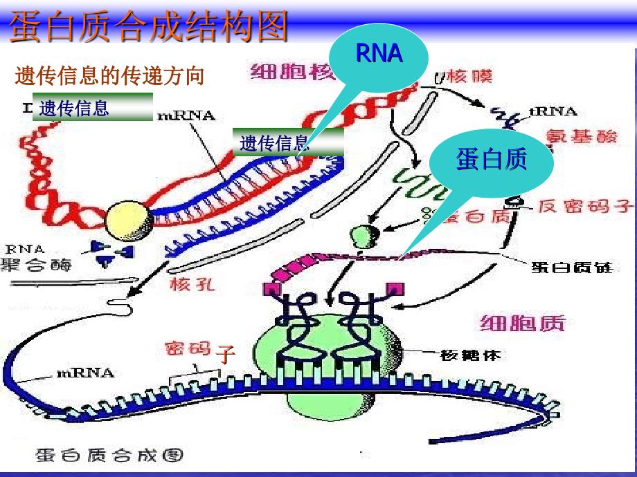 人教版教学课件生物必修2遗传和进化第四章基因对性状的控制下学期课件_第3页