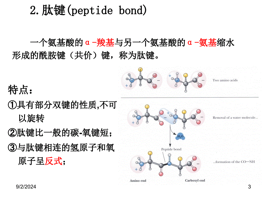 生物化学课件：蛋白质化学 5-6_第3页