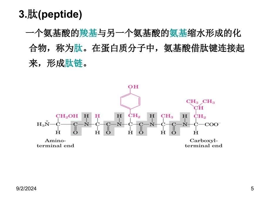 生物化学课件：蛋白质化学 5-6_第5页