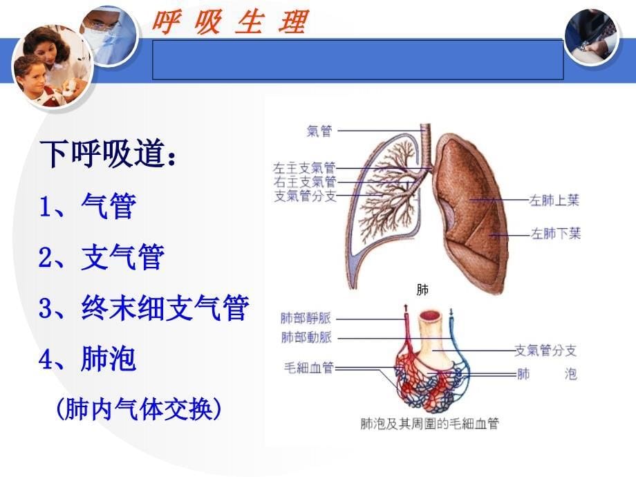 呼吸生理与呼吸机课件_第5页