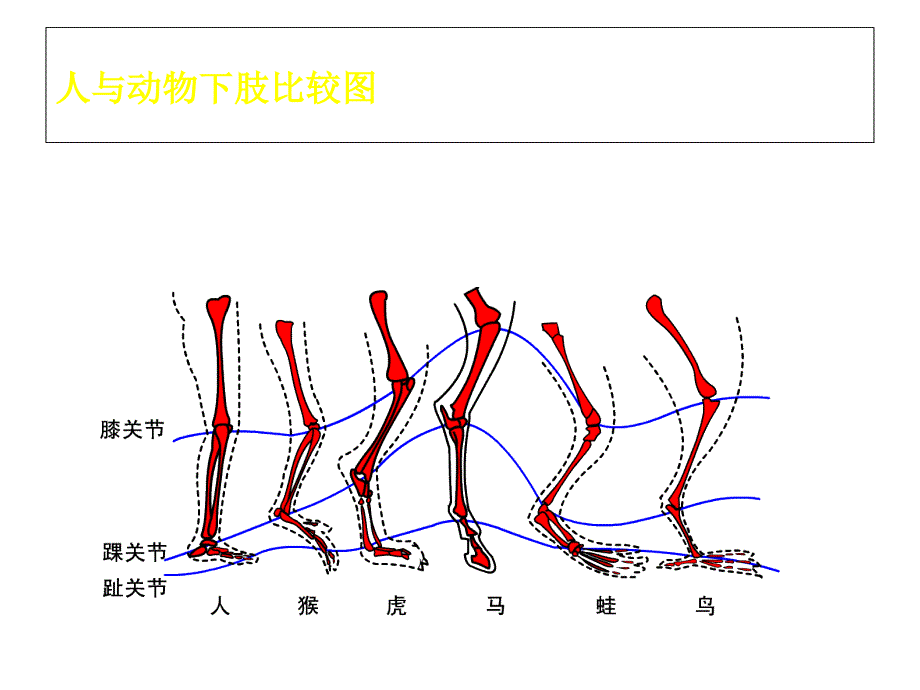 (完整)动画运动规律动物ppt_第4页