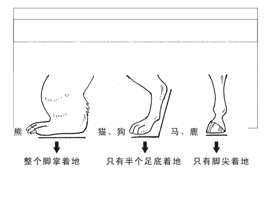 (完整)动画运动规律动物ppt_第5页