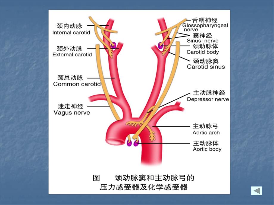 生理第四章血液循环5_第4页