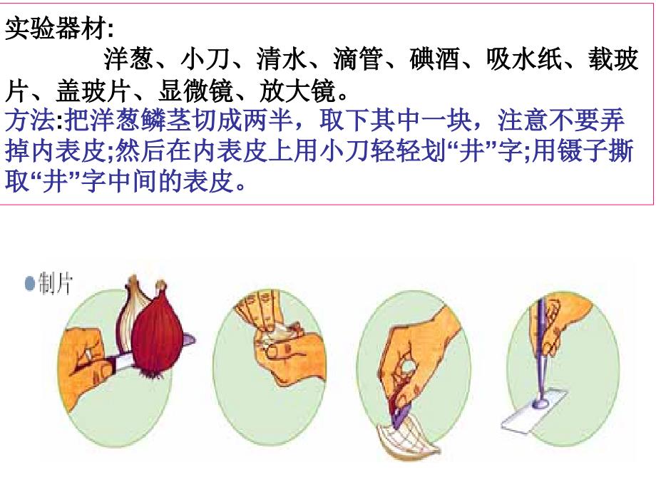 教科版科学六年级下册用显微镜观察身边的生命世界_第3页