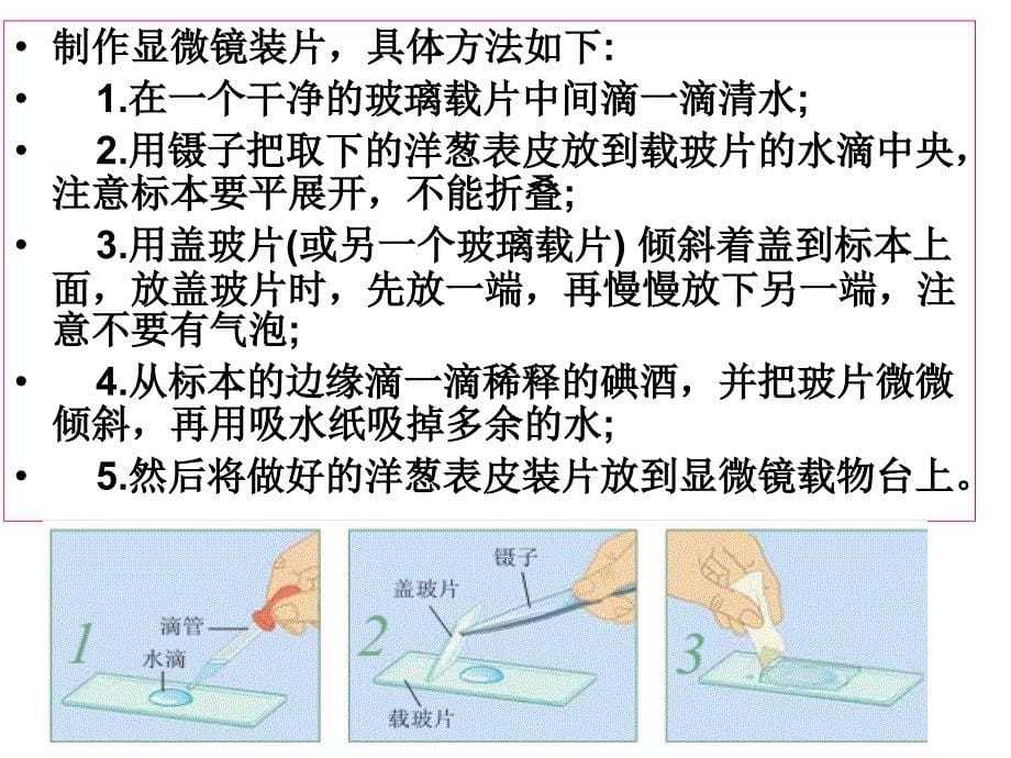 教科版科学六年级下册用显微镜观察身边的生命世界_第5页