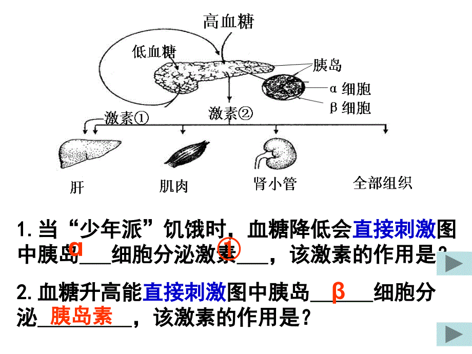 动物的激素调节复习_第4页