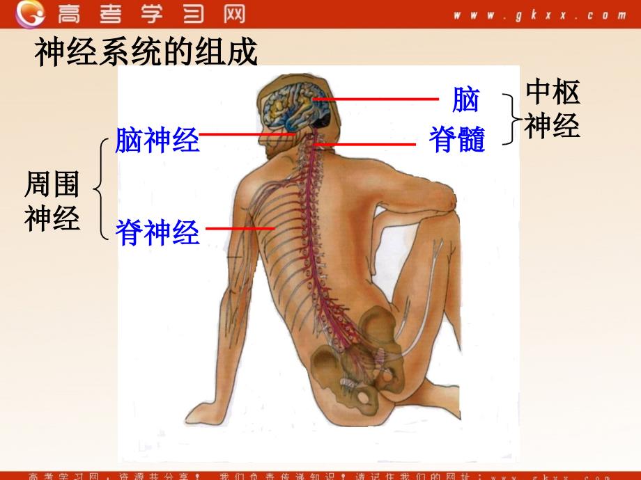 高中生物《通过神经系统的调节》课件5（16张PPT）（人教版必修3）_第3页