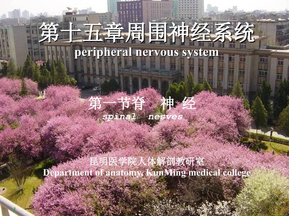 系统解剖学脊神经昆明医学院课件_第1页