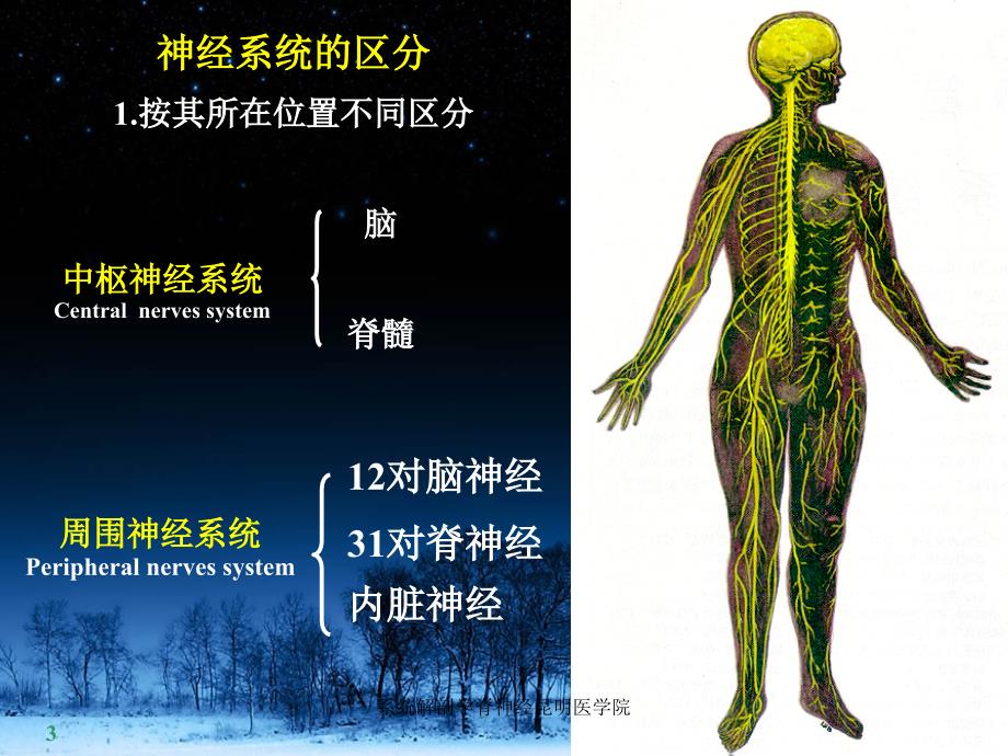 系统解剖学脊神经昆明医学院课件_第3页