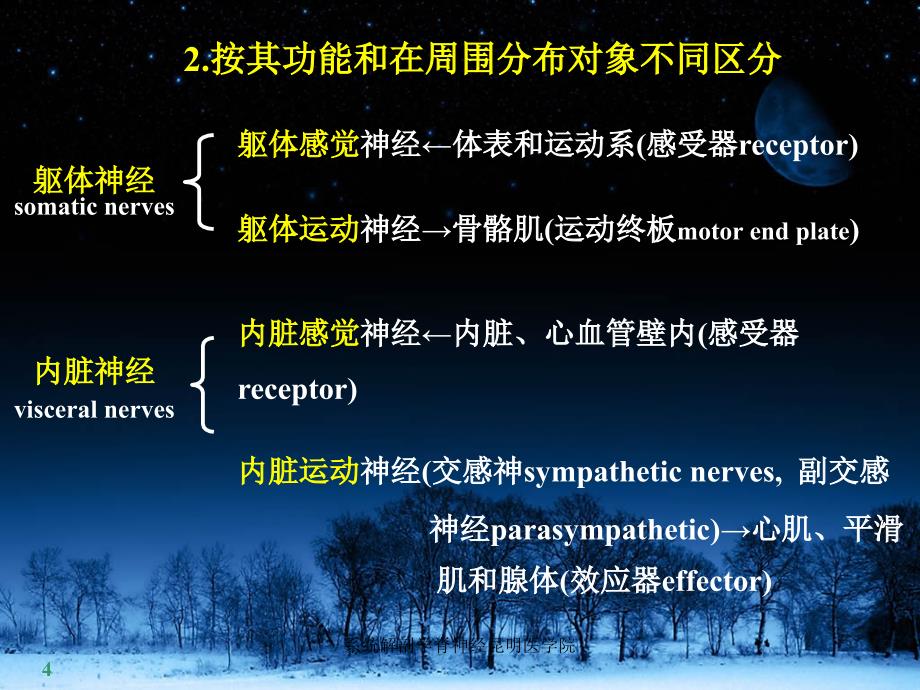 系统解剖学脊神经昆明医学院课件_第4页