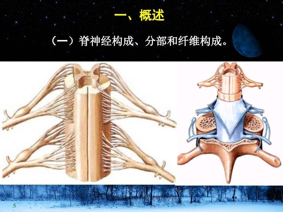 系统解剖学脊神经昆明医学院课件_第5页