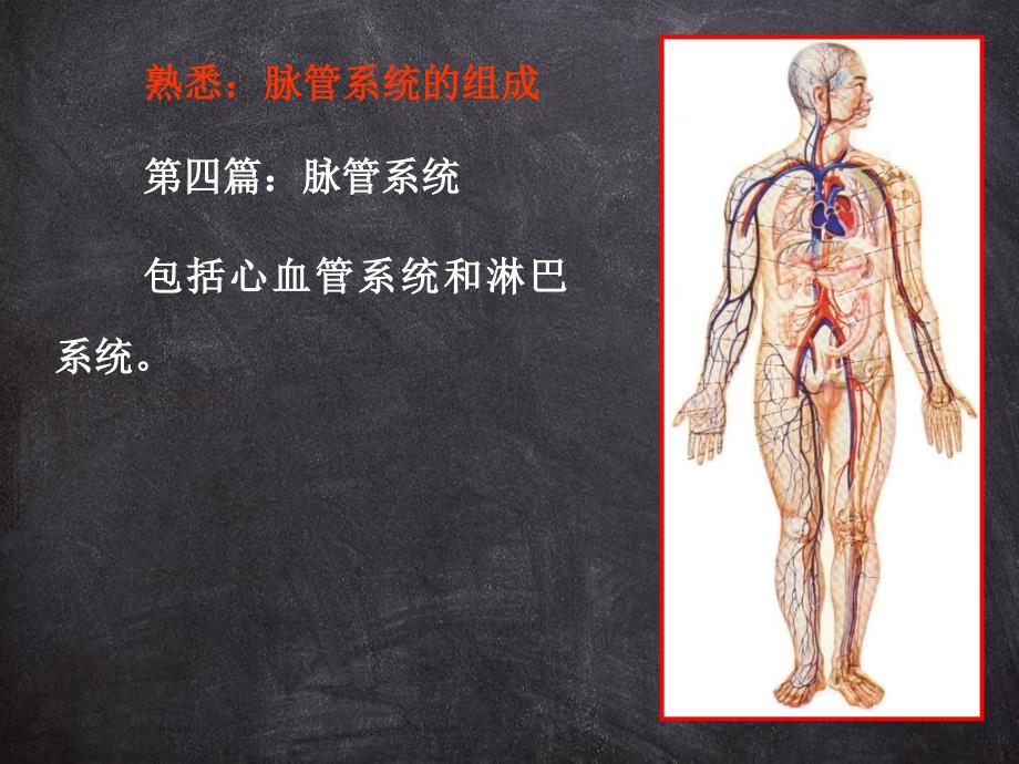 解剖学心动脉课件_第1页