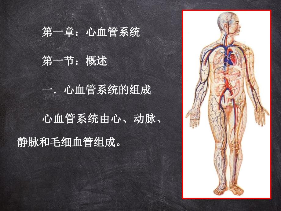 解剖学心动脉课件_第2页