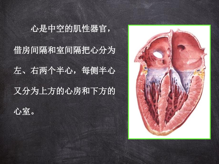 解剖学心动脉课件_第3页