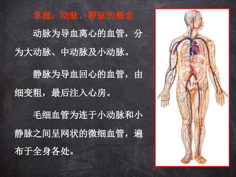 解剖学心动脉课件_第4页