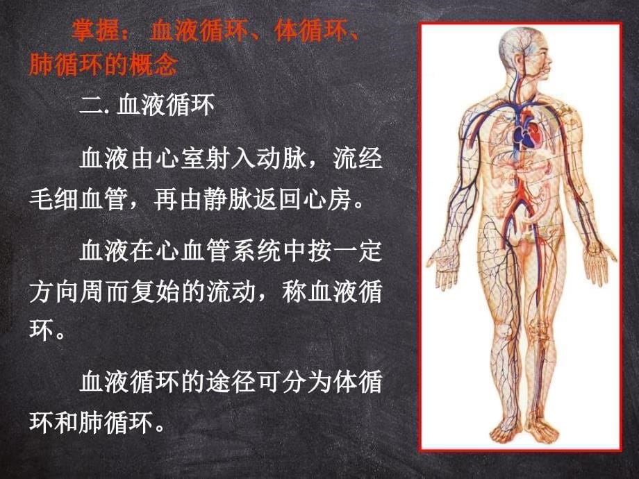 解剖学心动脉课件_第5页