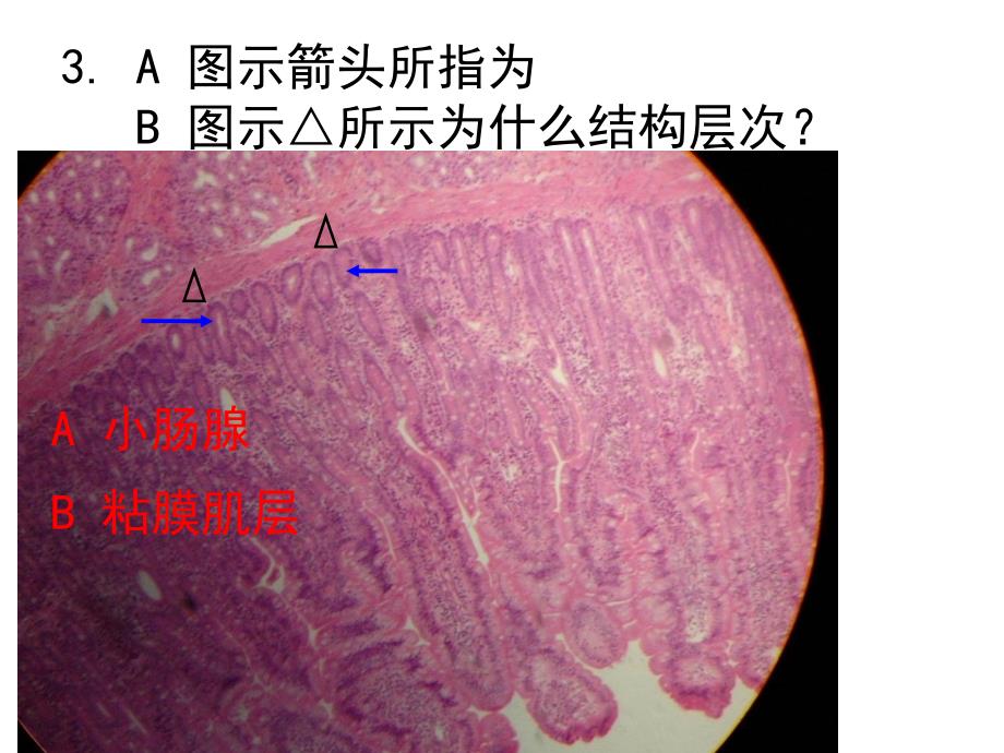 组织胚胎学实验课件：组胚实验测试2A-40_第4页