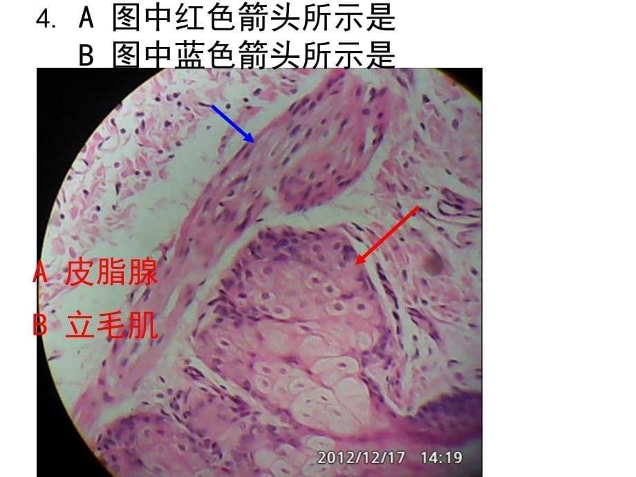 组织胚胎学实验课件：组胚实验测试2A-40_第5页