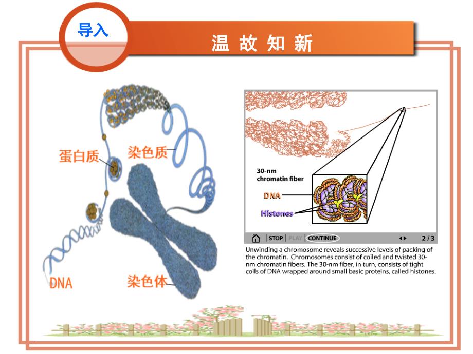 第1节细胞增殖 ——植物细胞有丝_第2页