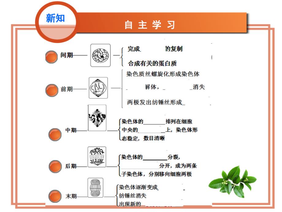 第1节细胞增殖 ——植物细胞有丝_第4页