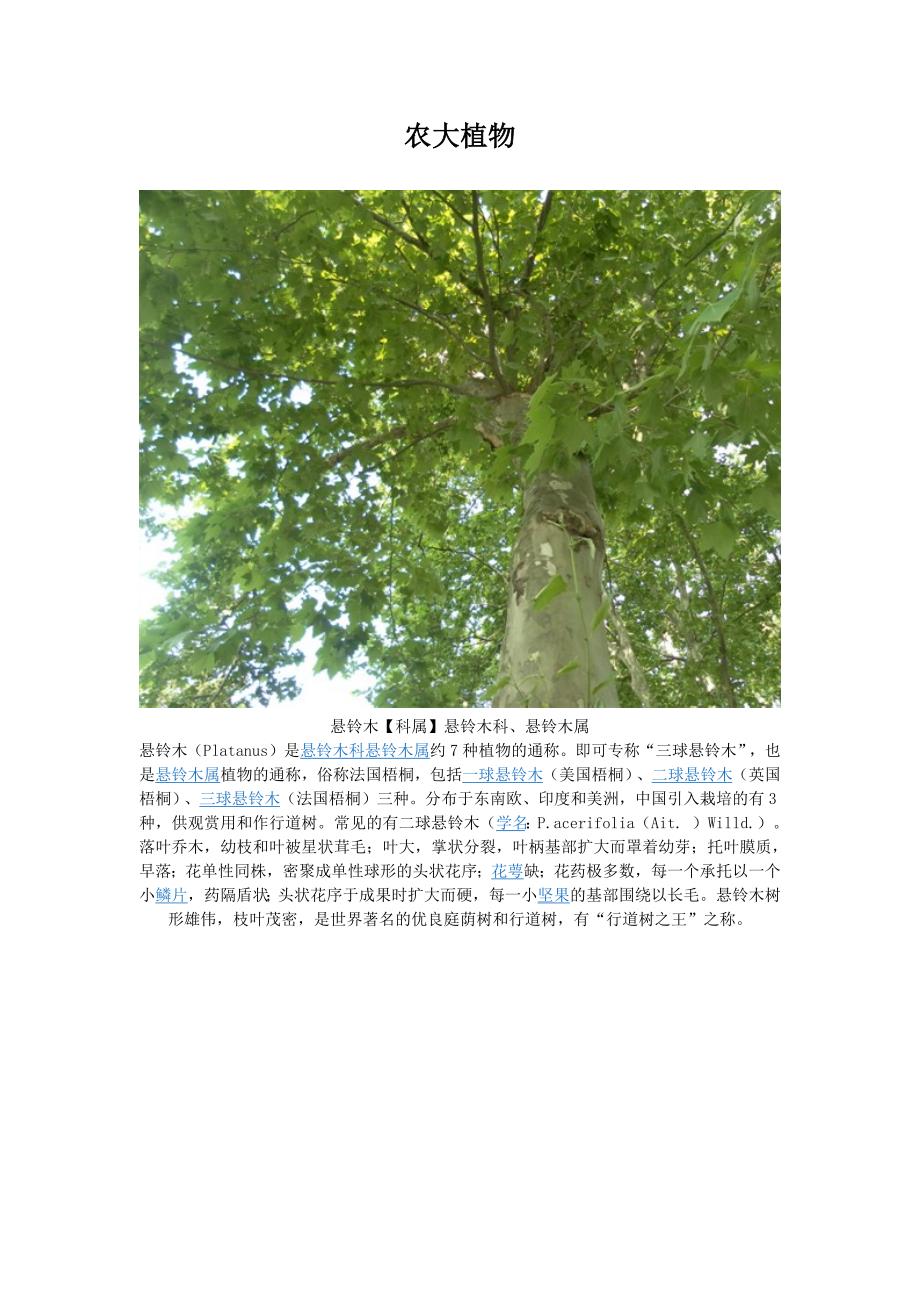 安农大校园植物.docx_第1页