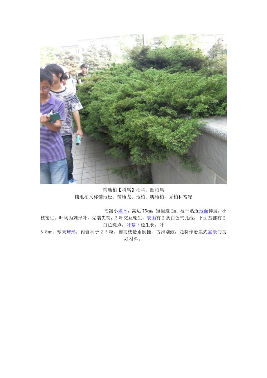 安农大校园植物.docx_第2页