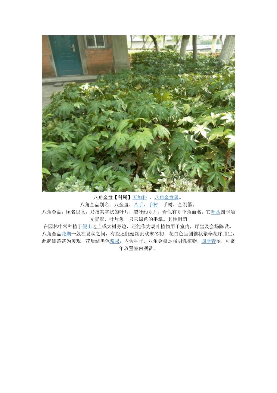 安农大校园植物.docx_第3页