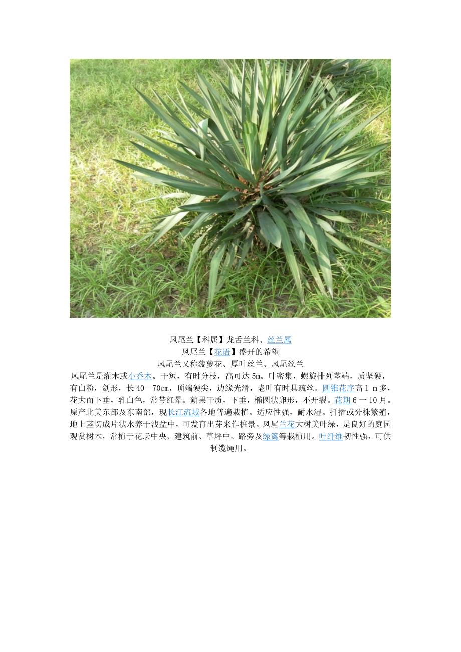 安农大校园植物.docx_第4页