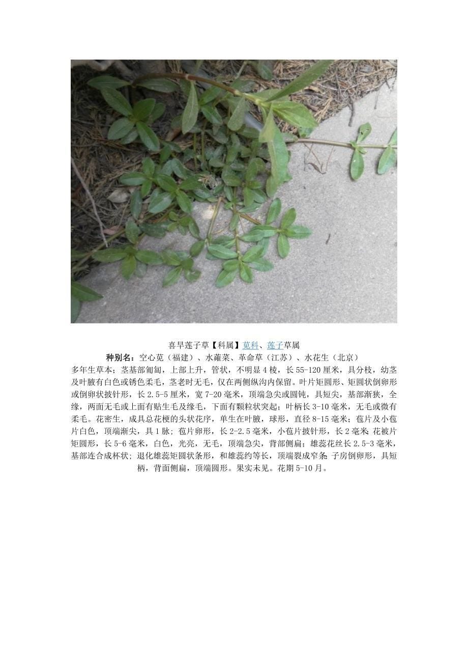 安农大校园植物.docx_第5页