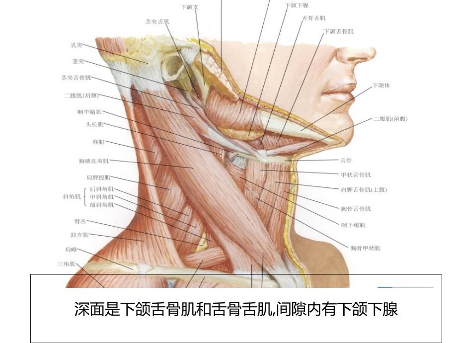 下颌下间隙感染PPT课件_第3页