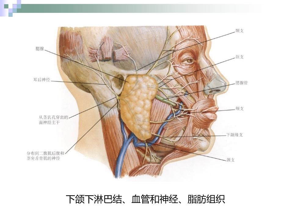 下颌下间隙感染PPT课件_第4页