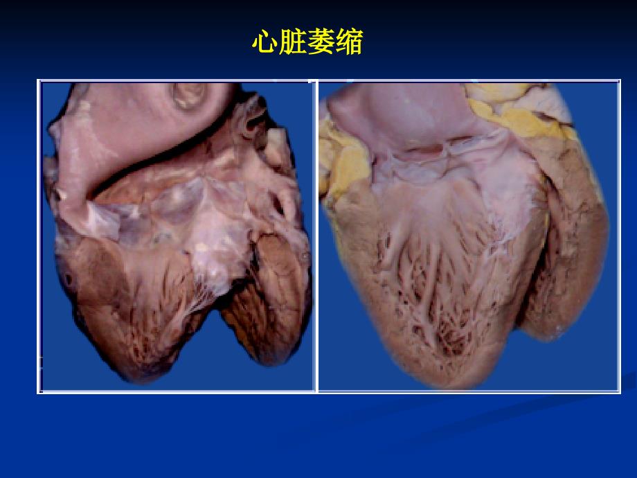 实验一损伤与修复文档资料_第2页